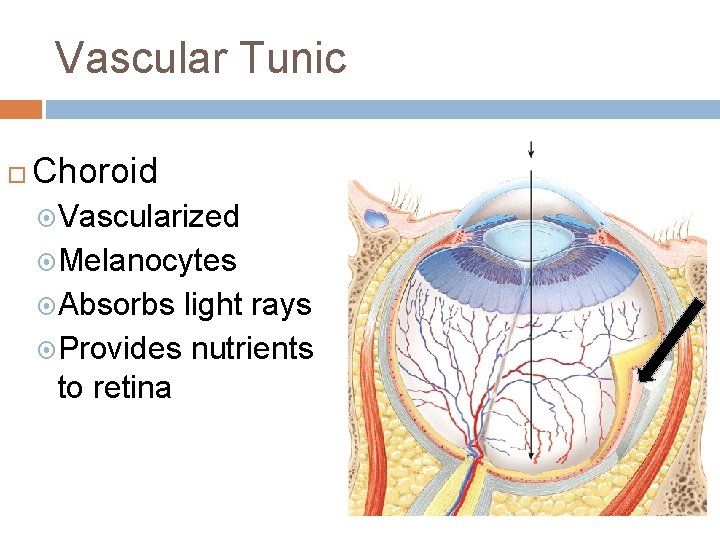 Vascular Tunic Choroid Vascularized Melanocytes Absorbs light rays Provides nutrients to retina Vascular Tunic Choroid Vascularized Melanocytes Absorbs light rays Provides nutrients to retina