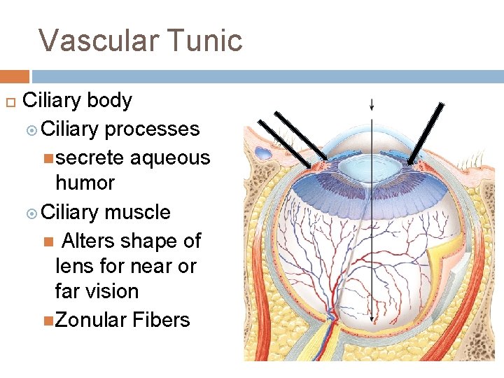 Vascular Tunic Ciliary body Ciliary processes secrete aqueous humor Ciliary muscle Alters shape of Vascular Tunic Ciliary body Ciliary processes secrete aqueous humor Ciliary muscle Alters shape of