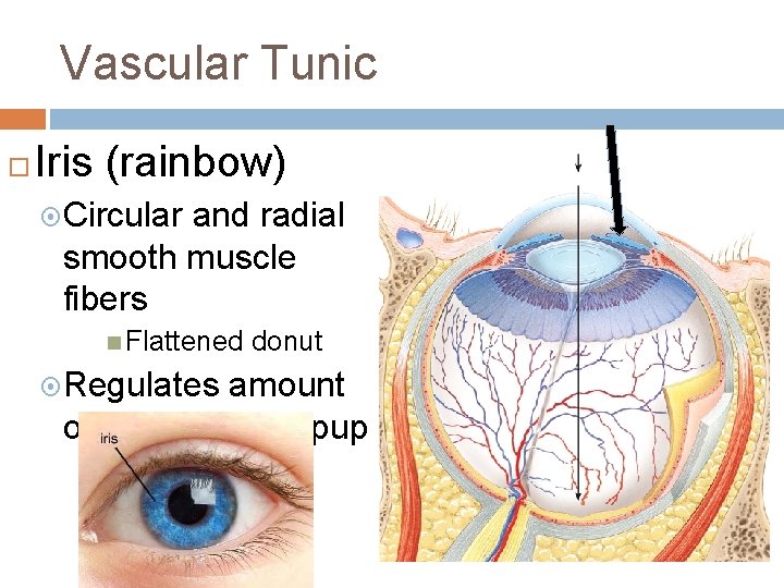 Vascular Tunic Iris (rainbow) Circular and radial smooth muscle fibers Flattened Regulates donut amount Vascular Tunic Iris (rainbow) Circular and radial smooth muscle fibers Flattened Regulates donut amount