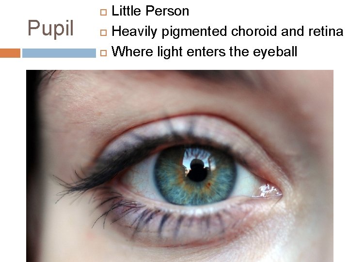 Pupil Little Person Heavily pigmented choroid and retina Where light enters the eyeball Pupil Little Person Heavily pigmented choroid and retina Where light enters the eyeball