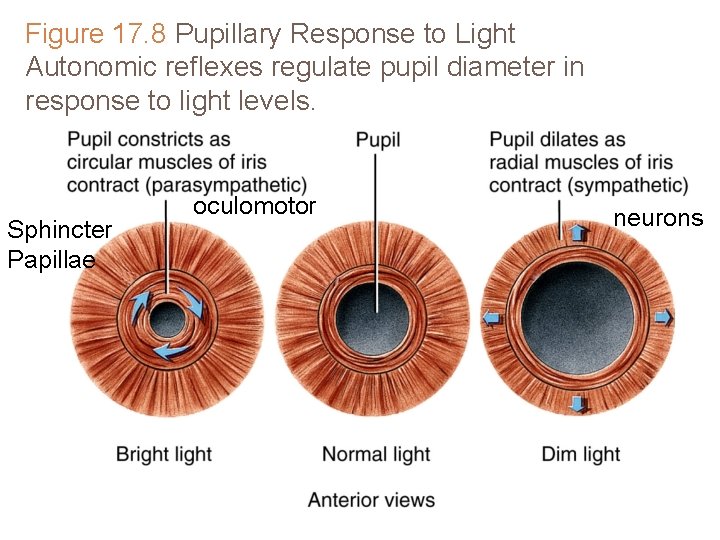 Figure 17. 8 Pupillary Response to Light Autonomic reflexes regulate pupil diameter in response Figure 17. 8 Pupillary Response to Light Autonomic reflexes regulate pupil diameter in response
