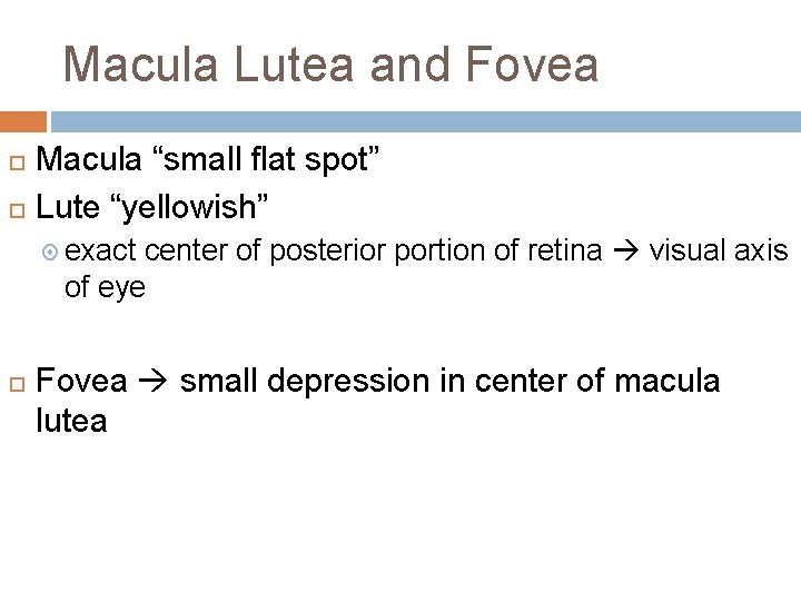 Macula Lutea and Fovea Macula “small flat spot” Lute “yellowish” exact center of posterior Macula Lutea and Fovea Macula “small flat spot” Lute “yellowish” exact center of posterior
