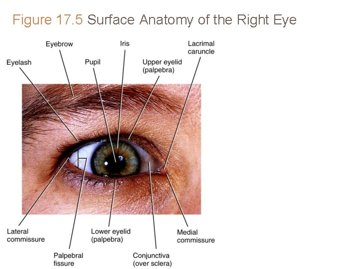 Figure 17. 5 Surface Anatomy of the Right Eye Figure 17. 5 Surface Anatomy of the Right Eye
