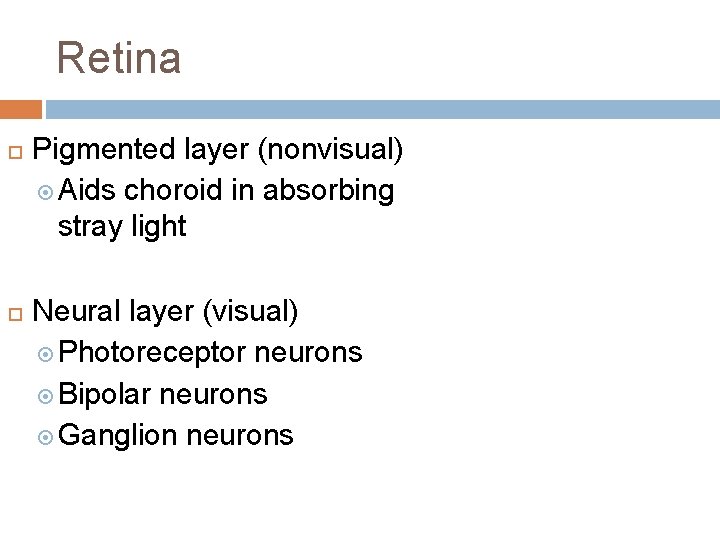 Retina Pigmented layer (nonvisual) Aids choroid in absorbing stray light Neural layer (visual) Photoreceptor Retina Pigmented layer (nonvisual) Aids choroid in absorbing stray light Neural layer (visual) Photoreceptor