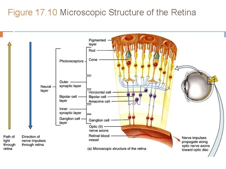 Figure 17. 10 Microscopic Structure of the Retina Figure 17. 10 Microscopic Structure of the Retina
