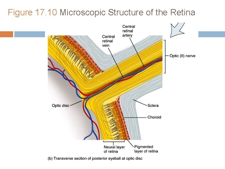 Figure 17. 10 Microscopic Structure of the Retina Figure 17. 10 Microscopic Structure of the Retina