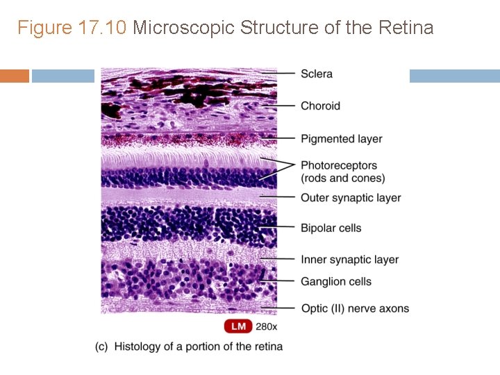 Figure 17. 10 Microscopic Structure of the Retina Figure 17. 10 Microscopic Structure of the Retina