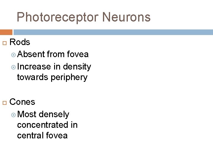 Photoreceptor Neurons Rods Absent from fovea Increase in density towards periphery Cones Most densely Photoreceptor Neurons Rods Absent from fovea Increase in density towards periphery Cones Most densely