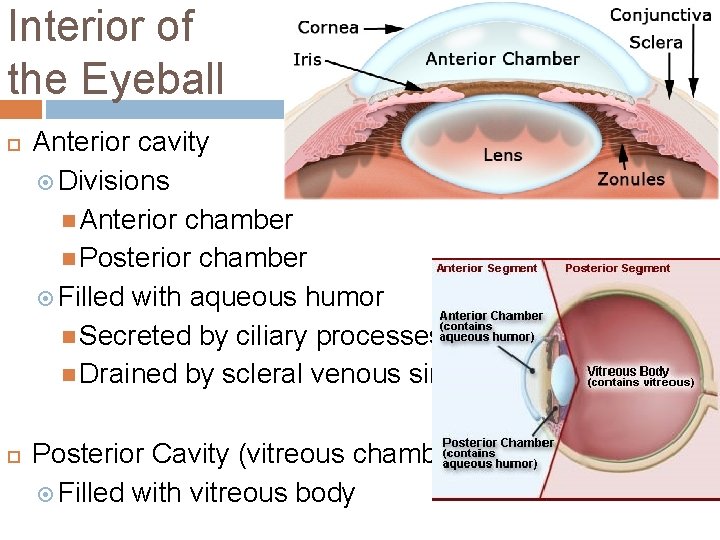 Interior of the Eyeball Anterior cavity Divisions Anterior chamber Posterior chamber Filled with aqueous Interior of the Eyeball Anterior cavity Divisions Anterior chamber Posterior chamber Filled with aqueous