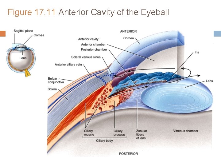 Figure 17. 11 Anterior Cavity of the Eyeball Figure 17. 11 Anterior Cavity of the Eyeball