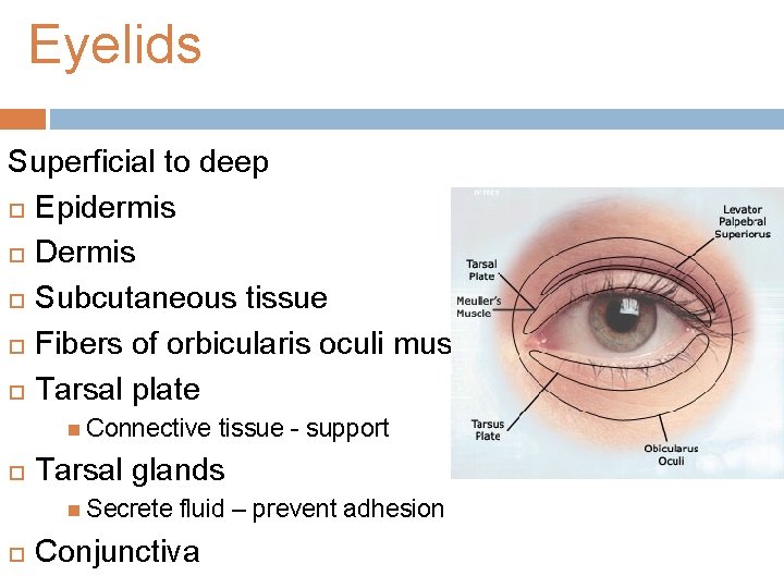 Eyelids Superficial to deep Epidermis Dermis Subcutaneous tissue Fibers of orbicularis oculi muscle Tarsal Eyelids Superficial to deep Epidermis Dermis Subcutaneous tissue Fibers of orbicularis oculi muscle Tarsal