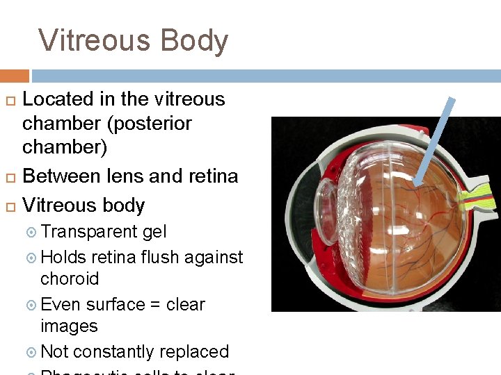 Vitreous Body Located in the vitreous chamber (posterior chamber) Between lens and retina Vitreous Vitreous Body Located in the vitreous chamber (posterior chamber) Between lens and retina Vitreous