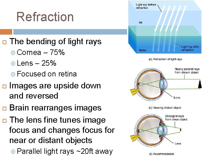 Refraction The bending of light rays Cornea – 75% Lens – 25% Focused on Refraction The bending of light rays Cornea – 75% Lens – 25% Focused on