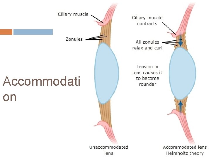 Accommodati on Accommodati on