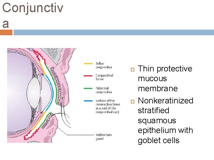 Conjunctiv a Thin protective mucous membrane Nonkeratinized stratified squamous epithelium with goblet cells Conjunctiv a Thin protective mucous membrane Nonkeratinized stratified squamous epithelium with goblet cells