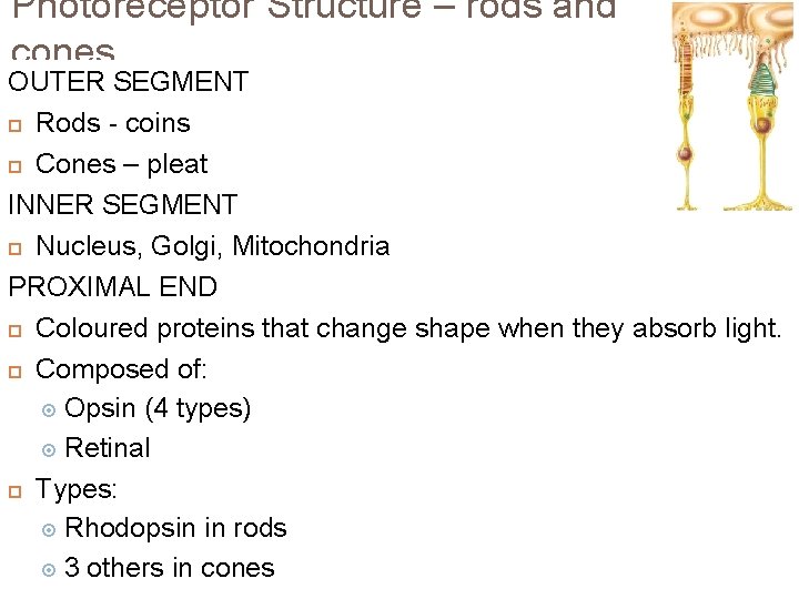 Photoreceptor Structure – rods and cones OUTER SEGMENT Rods - coins Cones – pleat Photoreceptor Structure – rods and cones OUTER SEGMENT Rods - coins Cones – pleat