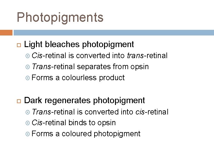 Photopigments Light bleaches photopigment Cis-retinal is converted into trans-retinal Trans-retinal separates from opsin Forms Photopigments Light bleaches photopigment Cis-retinal is converted into trans-retinal Trans-retinal separates from opsin Forms