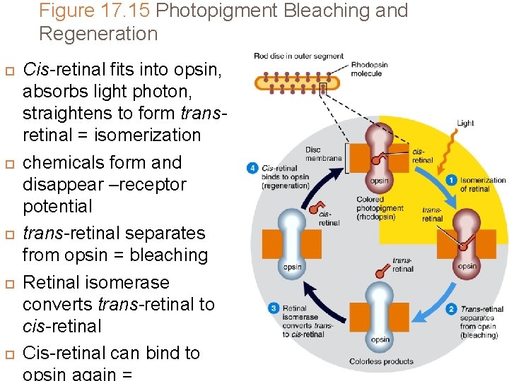 Figure 17. 15 Photopigment Bleaching and Regeneration Cis-retinal fits into opsin, absorbs light photon, Figure 17. 15 Photopigment Bleaching and Regeneration Cis-retinal fits into opsin, absorbs light photon,