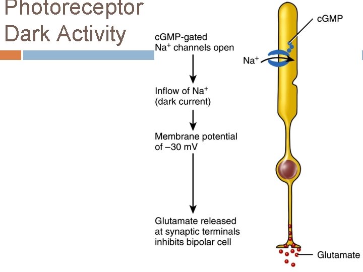 Photoreceptor Dark Activity Photoreceptor Dark Activity