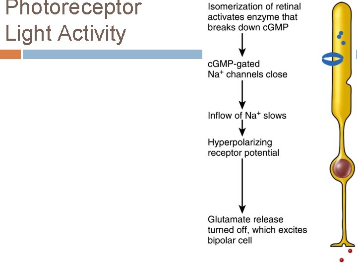Photoreceptor Light Activity Photoreceptor Light Activity