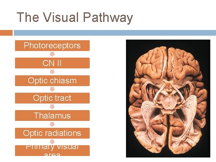 The Visual Pathway Photoreceptors CN II Optic chiasm Optic tract Thalamus Optic radiations Primary The Visual Pathway Photoreceptors CN II Optic chiasm Optic tract Thalamus Optic radiations Primary