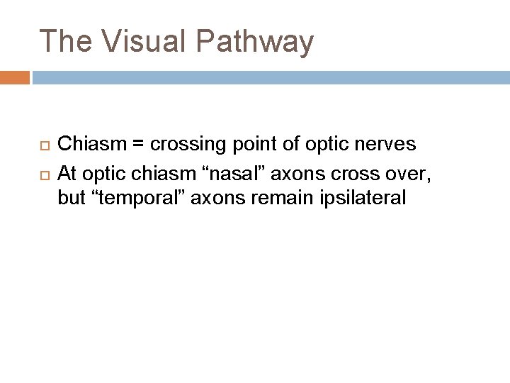 The Visual Pathway Chiasm = crossing point of optic nerves At optic chiasm “nasal” The Visual Pathway Chiasm = crossing point of optic nerves At optic chiasm “nasal”