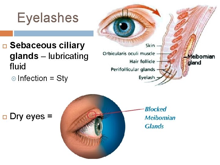 Eyelashes Sebaceous ciliary glands – lubricating fluid Infection = Sty Dry eyes = Eyelashes Sebaceous ciliary glands – lubricating fluid Infection = Sty Dry eyes =
