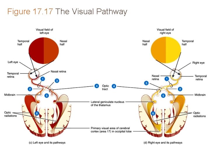 Figure 17. 17 The Visual Pathway Figure 17. 17 The Visual Pathway