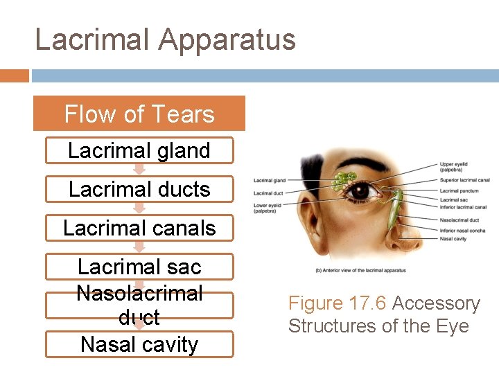 Lacrimal Apparatus Flow of Tears Lacrimal gland Lacrimal ducts Lacrimal canals Lacrimal sac Nasolacrimal Lacrimal Apparatus Flow of Tears Lacrimal gland Lacrimal ducts Lacrimal canals Lacrimal sac Nasolacrimal