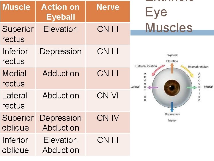 Muscle Action on Eyeball Superior Elevation rectus Inferior Depression rectus Medial Adduction rectus Lateral Muscle Action on Eyeball Superior Elevation rectus Inferior Depression rectus Medial Adduction rectus Lateral