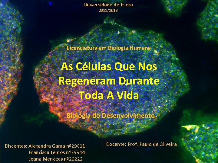 Universidade de Évora 2012/2013 Licenciatura em Biologia Humana As Células Que Nos Regeneram Durante