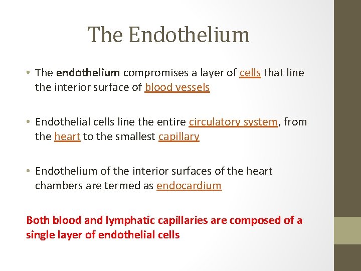 The Endothelium • The endothelium compromises a layer of cells that line the interior