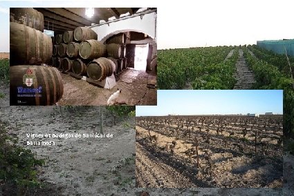 Vignes et Bodegas de Sanlúcar de Barrameda 