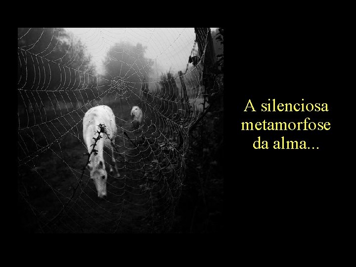 A silenciosa metamorfose da alma. . . holdemqueen@hotmail. com 