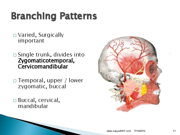 Branching Patterns � � Varied, Surgically important Single trunk, divides into Zygomaticotemporal, Cervicomandibular Temporal,