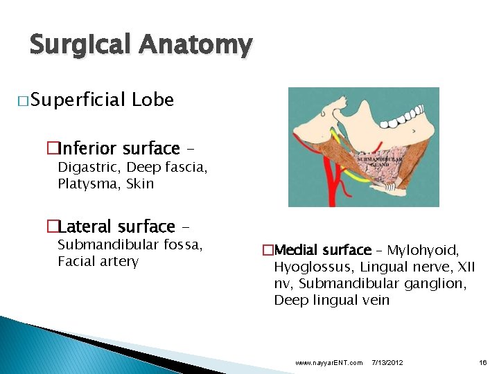 Surgical Anatomy � Superficial Lobe �Inferior surface – Digastric, Deep fascia, Platysma, Skin �Lateral
