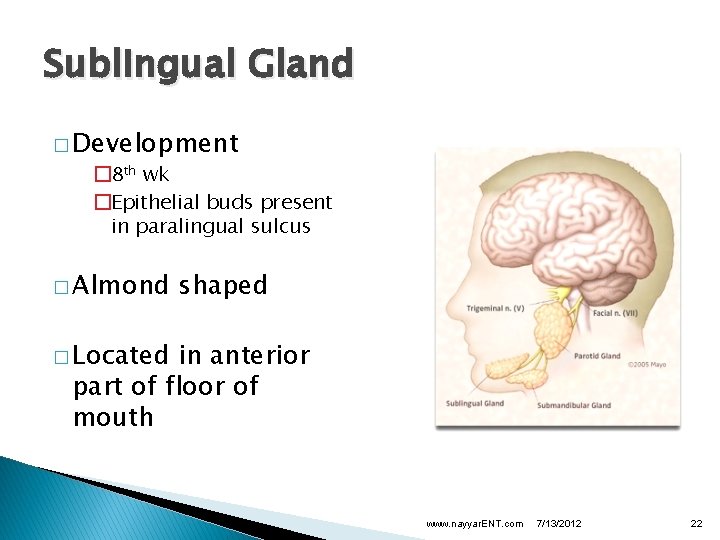 Sublingual Gland � Development � 8 th wk �Epithelial buds present in paralingual sulcus