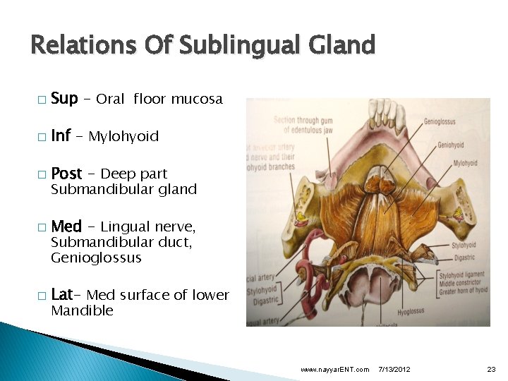 Relations Of Sublingual Gland � Sup – Oral floor mucosa � Inf – Mylohyoid