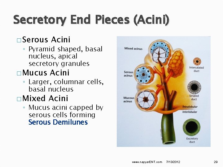 Secretory End Pieces (Acini) � Serous Acini � Mucus Acini � Mixed Acini ◦