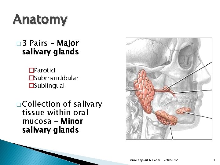 Anatomy � 3 Pairs – Major salivary glands �Parotid �Submandibular �Sublingual � Collection of