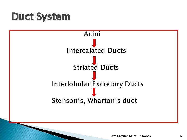 Duct System Acini Intercalated Ducts Striated Ducts Interlobular Excretory Ducts Stenson’s, Wharton’s duct www.