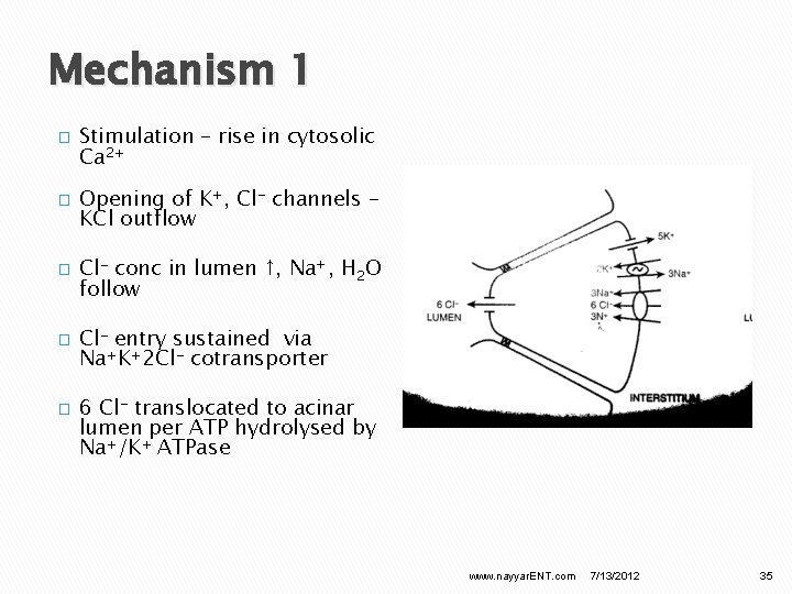Mechanism 1 � � � Stimulation – rise in cytosolic Ca 2+ Opening of