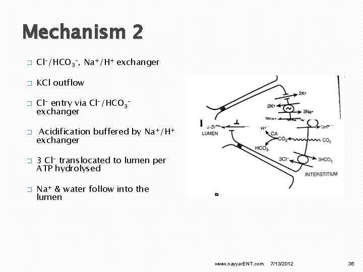 Mechanism 2 � Cl-/HCO 3 -, Na+/H+ exchanger � KCl outflow � � Cl-