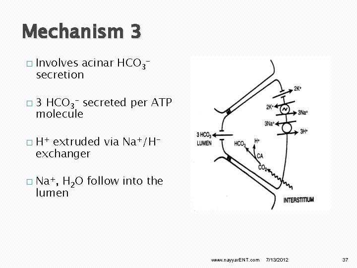 Mechanism 3 � � Involves acinar HCO 3 secretion 3 HCO 3 - secreted