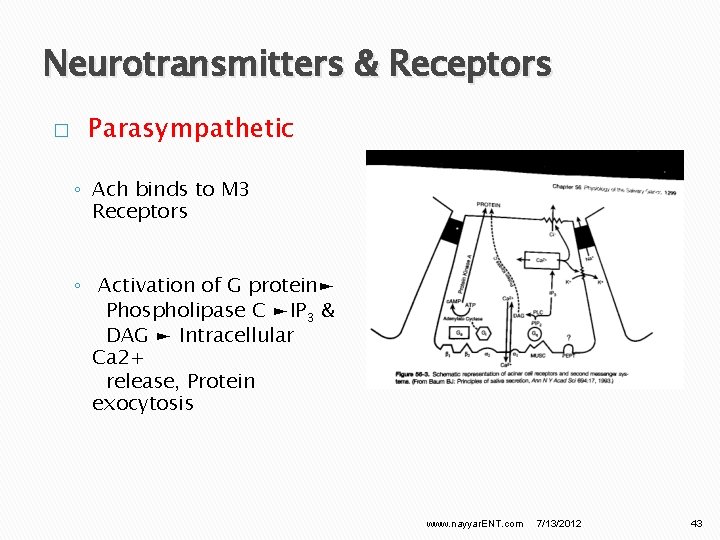 Neurotransmitters & Receptors � Parasympathetic ◦ Ach binds to M 3 Receptors ◦ Activation
