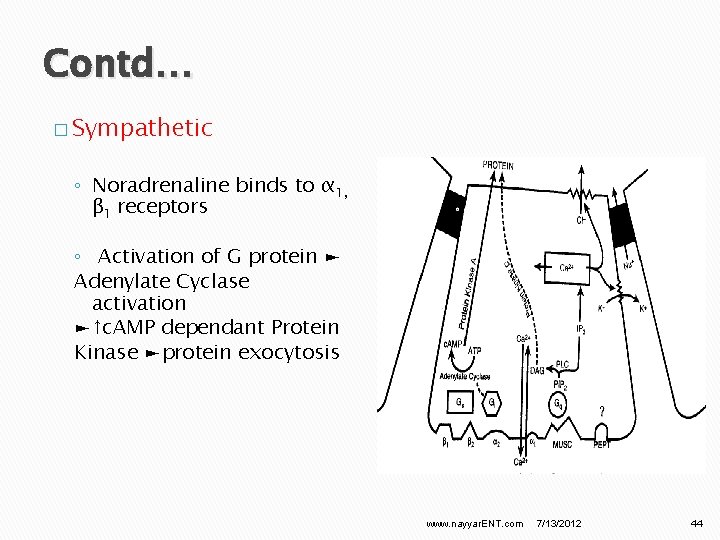 Contd… � Sympathetic ◦ Noradrenaline binds to α 1, β 1 receptors ◦ Activation