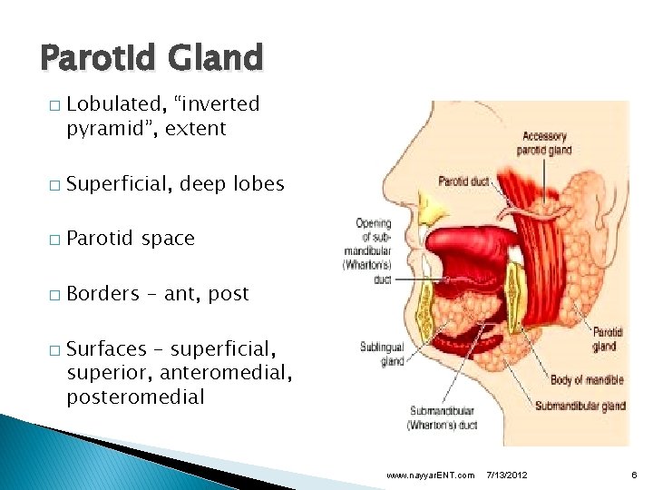 Parotid Gland � Lobulated, “inverted pyramid”, extent � Superficial, deep lobes � Parotid space