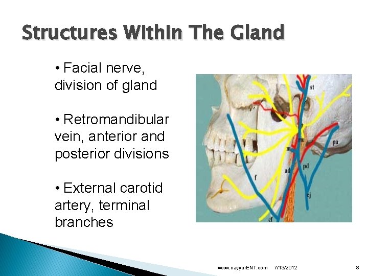 Structures Within The Gland • Facial nerve, division of gland • Retromandibular vein, anterior