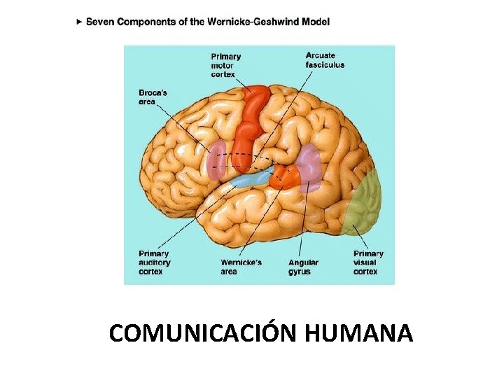 COMUNICACIÓN HUMANA 