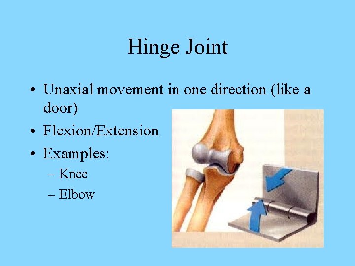 Hinge Joint • Unaxial movement in one direction (like a door) • Flexion/Extension •